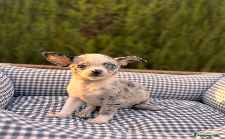 Chihuahua perros - Anuncio 2