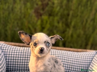 Chihuahua perros - Anuncio 1