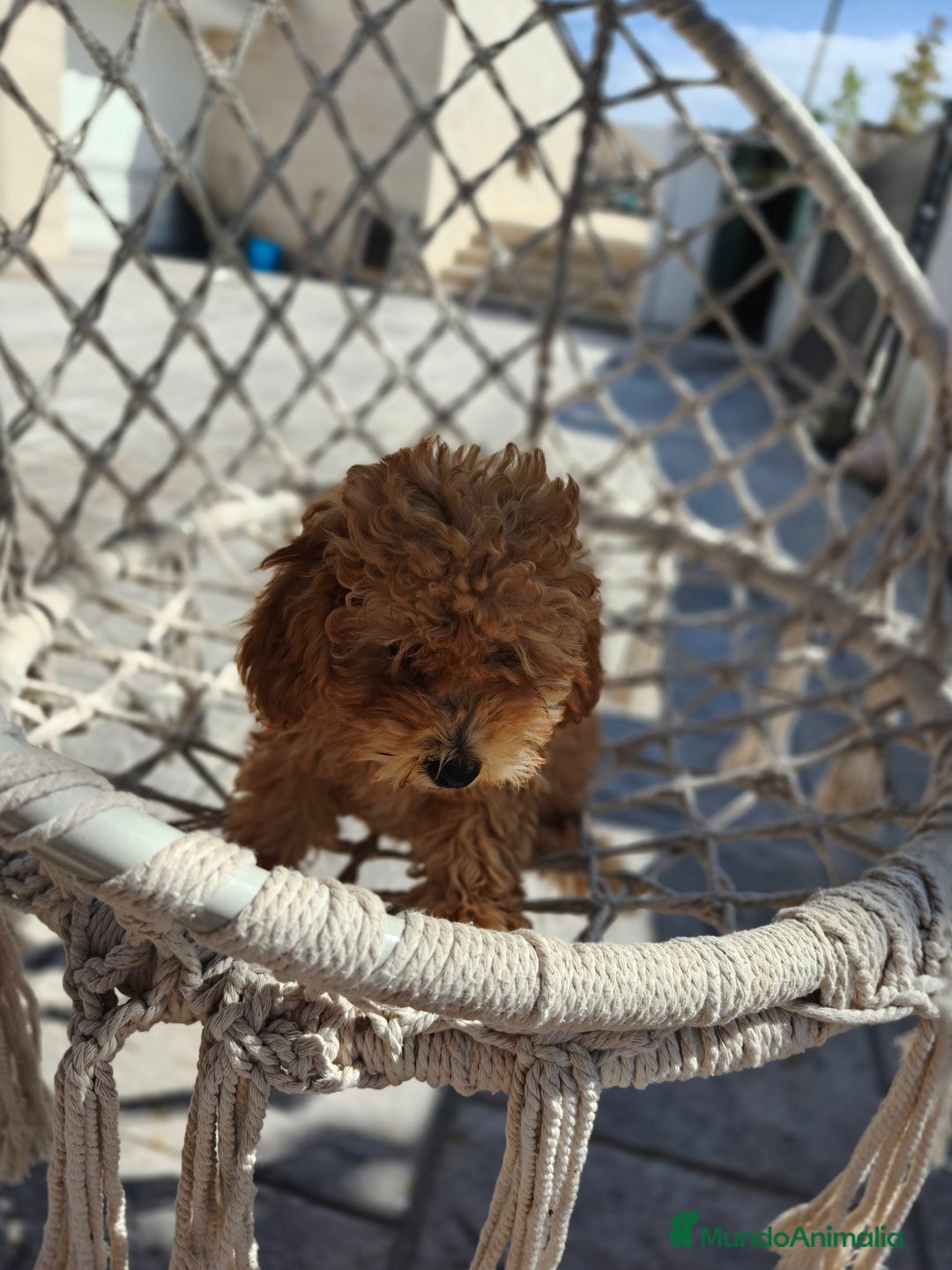 Caniche Toy perros en venta: Caniche Toy excelente  - Imagen 3
