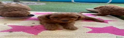 Caniche Toy perros en venta: MACHITO ❤️ rojo en Álava - Anuncio 1