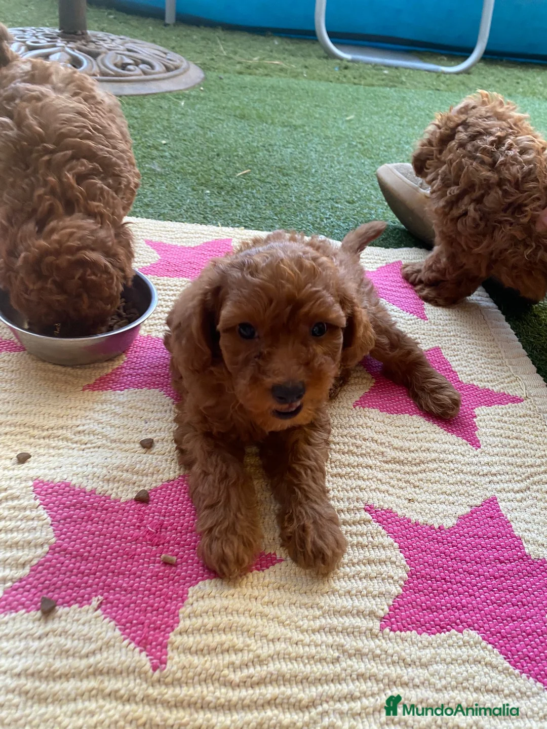 Caniche Toy perros en venta: MACHITO ❤️ rojo en Álava - Anuncio 1