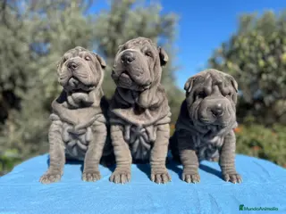 Shar Pei perros SHAR PEI PRECIOSOS en Málaga - Anuncio 39