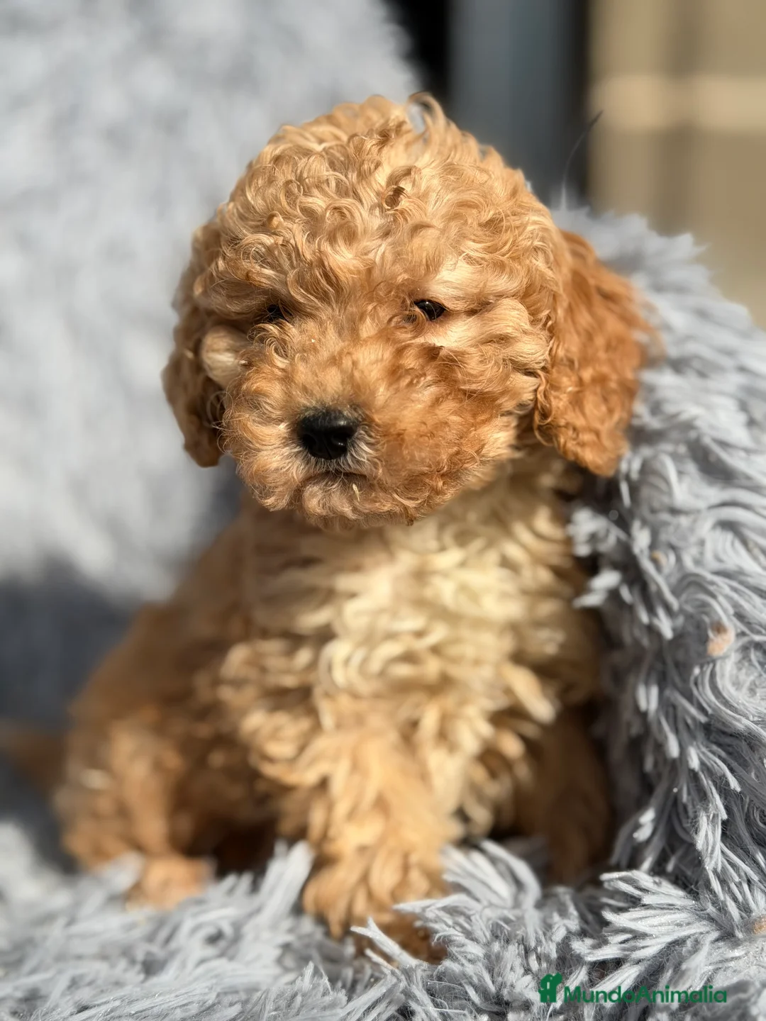 Maltipoo perros en venta: Maltipoo F1B toy - Anuncio 10