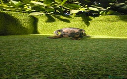 Teckel Miniatura perros en venta: camada teckel canichen muy pequeños  - Imagen 15