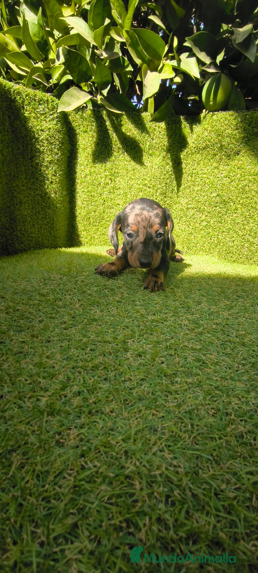 Teckel Miniatura perros en venta: camada teckel canichen muy pequeños  - Imagen 15