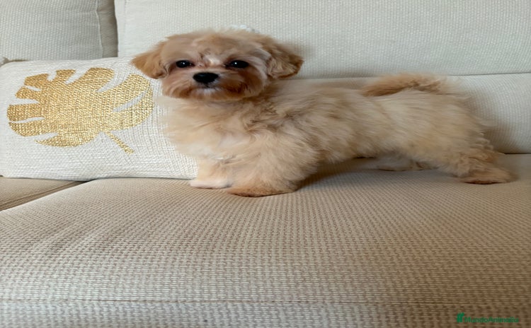 Maltipoo perros - Propaganda 2