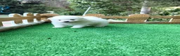 Pomerania perros en venta: Pomeranias lulu Toy ositos peluditos Blancos  - Anuncio 2