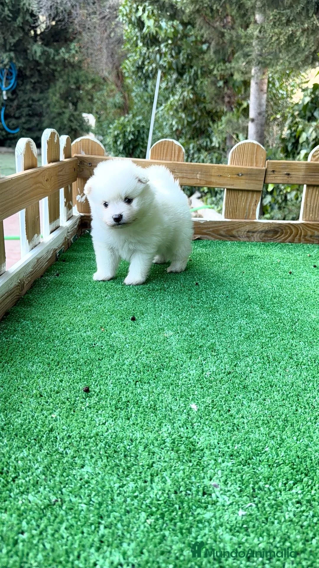 Pomerania perros en venta: Pomeranias lulu Toy ositos peluditos Blancos  - Anuncio 2