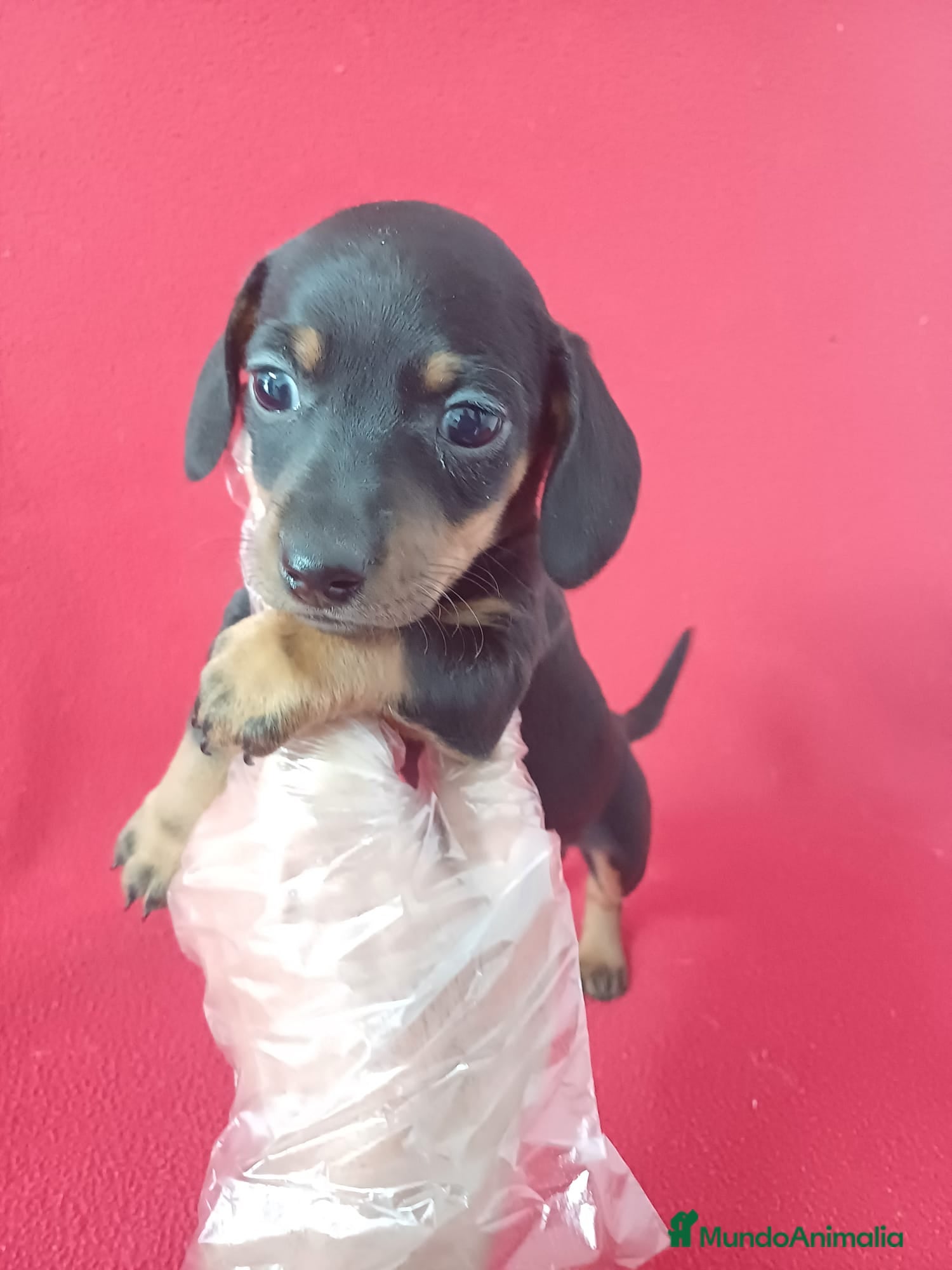 Teckel Miniatura perros Teckel Mini Negro y Fuego  - Anuncio 3