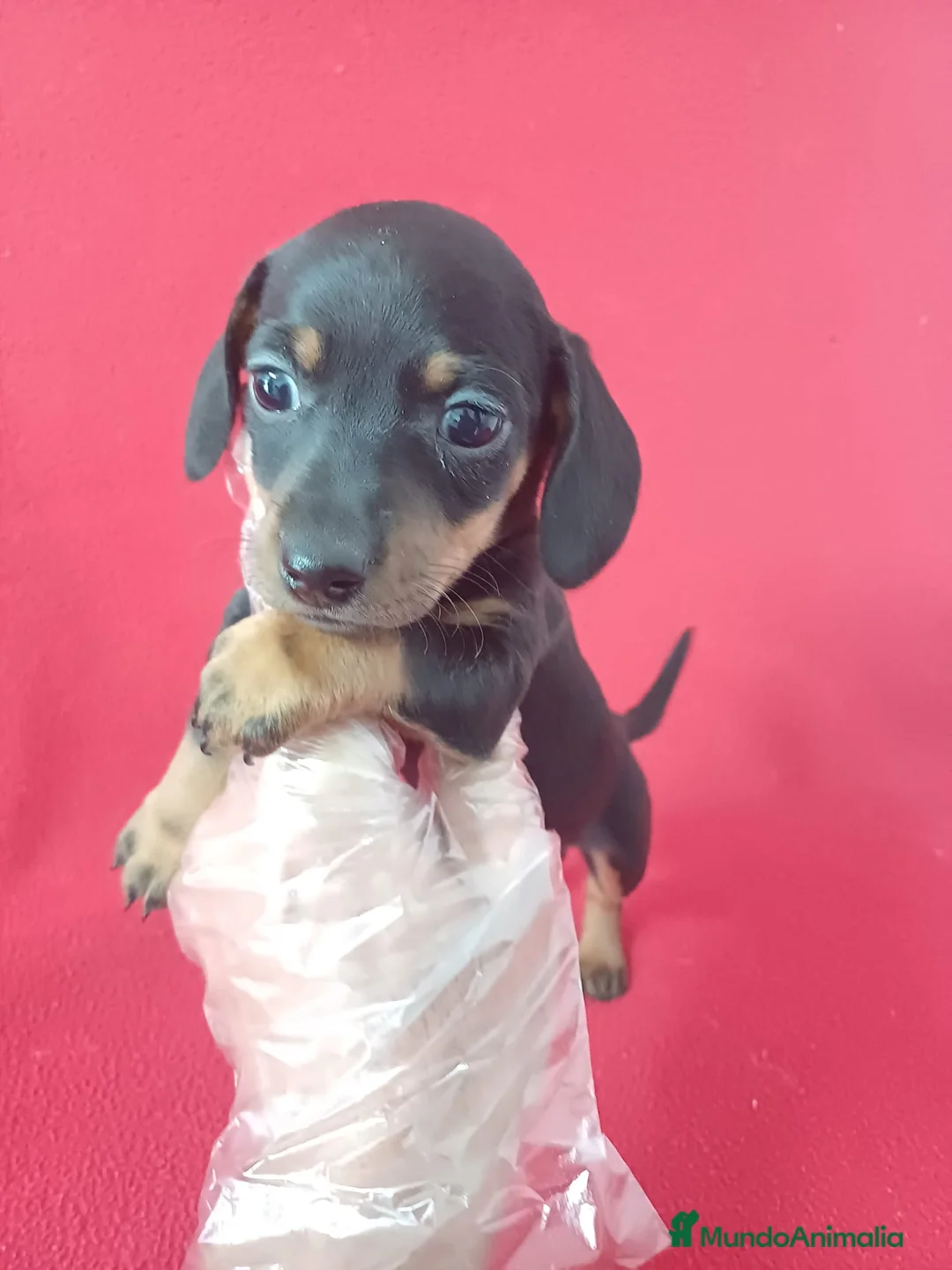 Teckel Miniatura perros en venta: Teckel Mini Negro y Fuego  - Anuncio 1