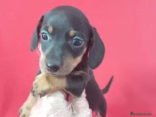 Teckel Miniatura perros Teckel Mini Negro y Fuego - Anuncio 3