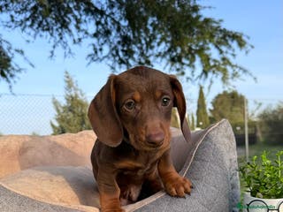 Teckel perros TECKEL KANINCHEN ESPECTACULARES - Anuncio 11