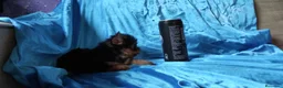 Yorkshire Terrier perros en venta: YORKSHIRE TOYS EXCLUSIVOS  - Anuncio 2