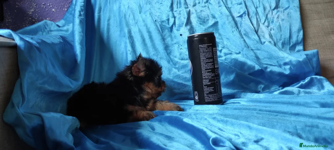 Yorkshire Terrier perros en venta: YORKSHIRE TOYS EXCLUSIVOS  - Anuncio 2
