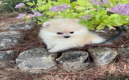 Pomerania perros en venta: Pomerania listos para entregar!!! - Imagen 3