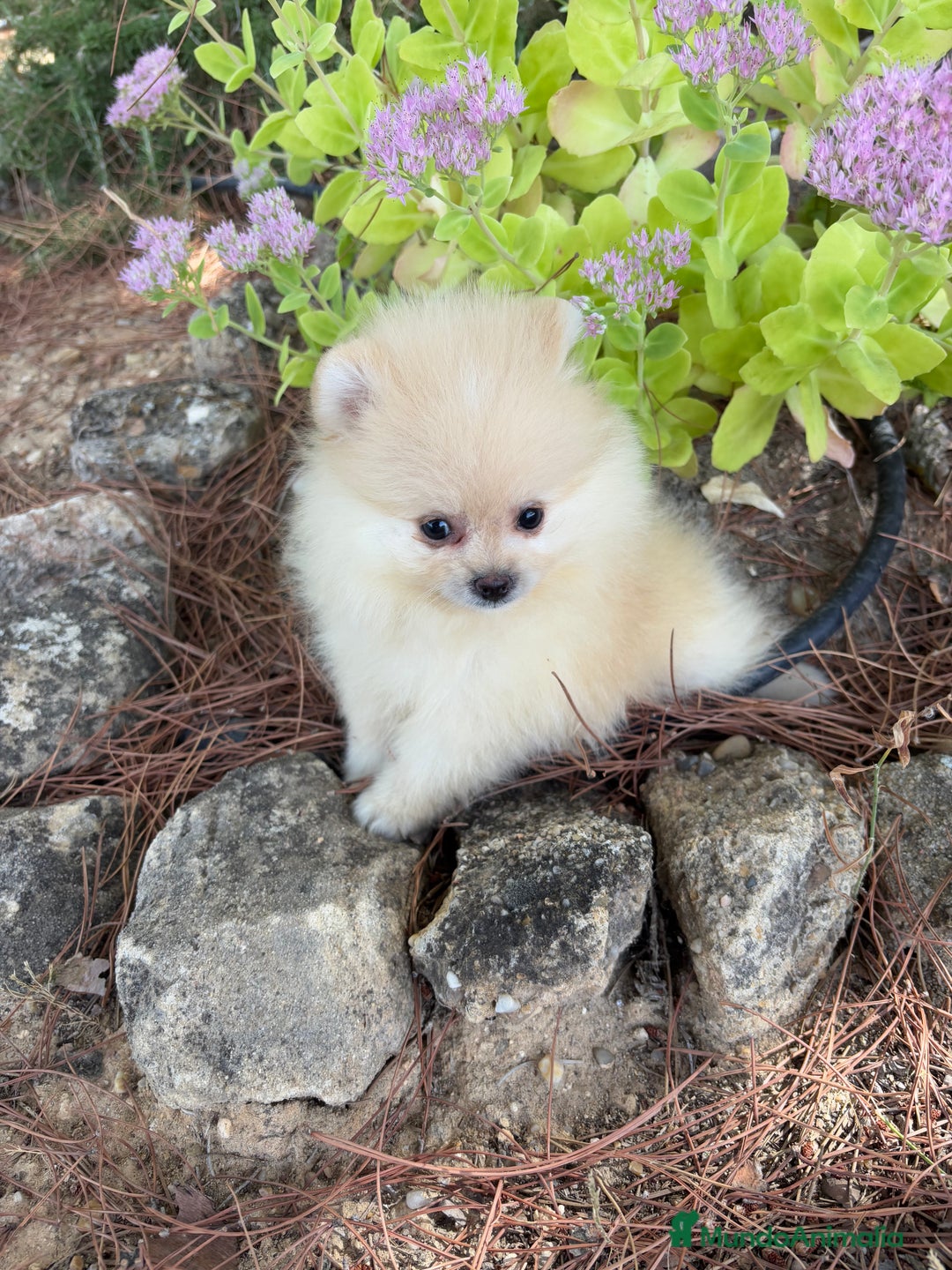 Pomerania perros en venta: Pomerania listos para entregar!!! - Imagen 3