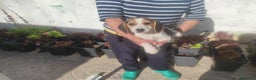 Beagle perros en venta: Beagle  - Anuncio 1