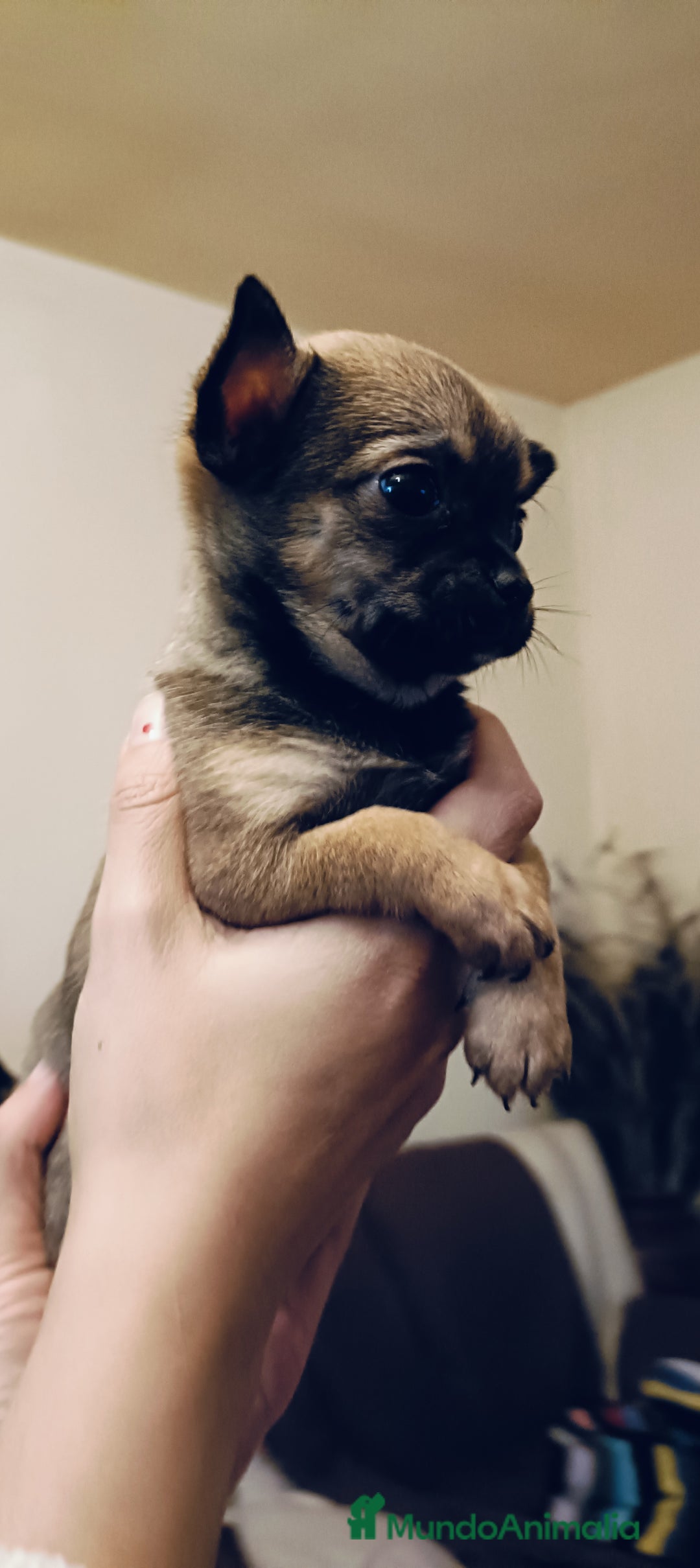 Chihuahua perros en venta: Chihuahua cabeza manzana ruso en Jaén - Imagen 2