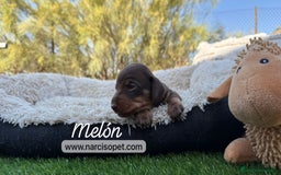 Teckel Miniatura perros en venta: TECKEL MINIATURA - Imagen 3