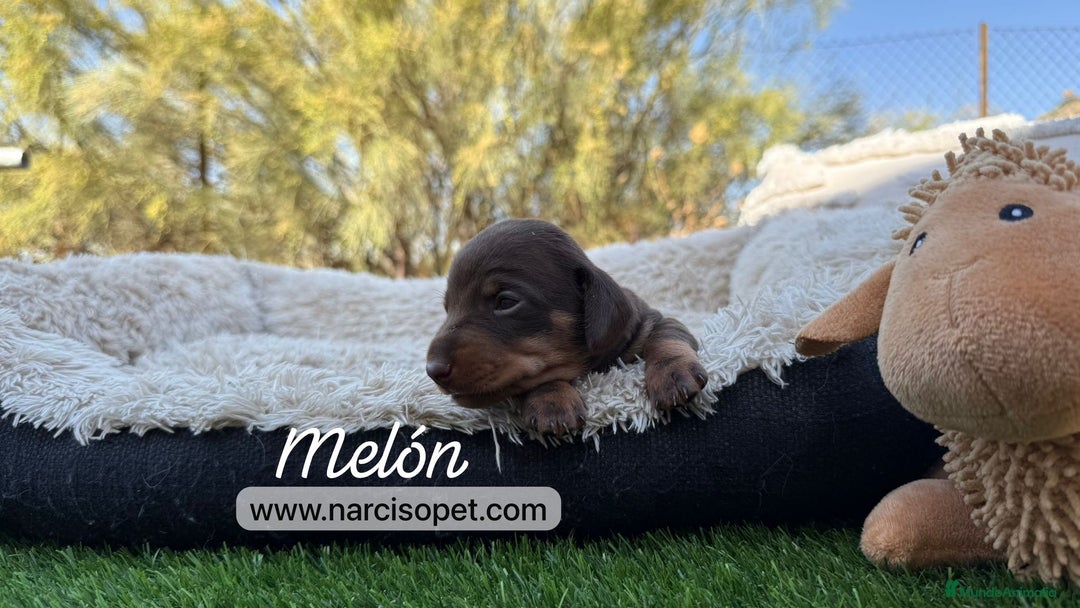 Teckel Miniatura perros en venta: TECKEL MINIATURA - Imagen 3