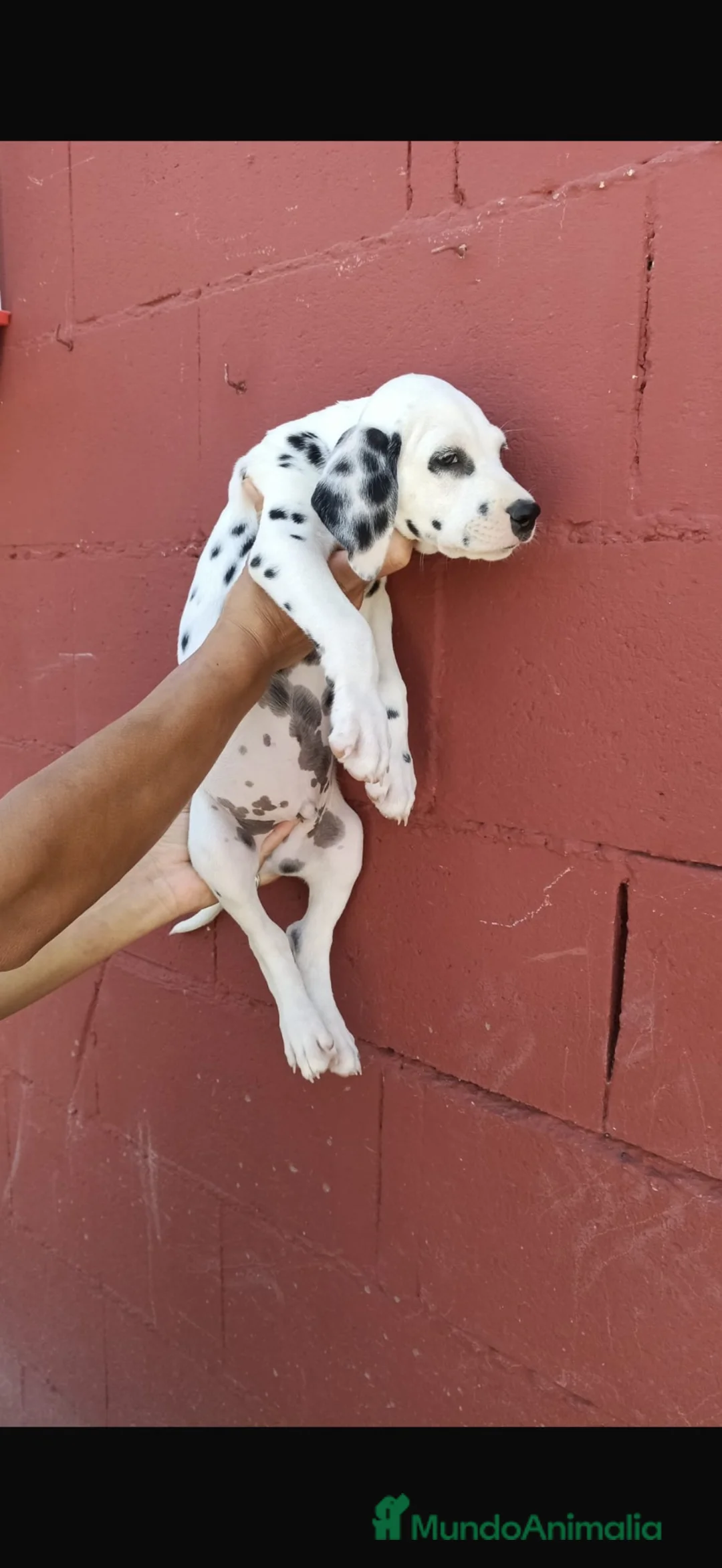 Dálmata perros en venta: Último Dalmata disponible 🐶🐾 - Anuncio 2