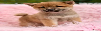 Shiba Inu 3