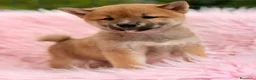 Shiba Inu perros en venta: SHIBA INU NEGRO FUEGO Y ROJOS - Anuncio 3
