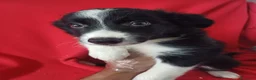 Border Collie perros en venta: Border Collie Blanco y Negro  - Anuncio 2