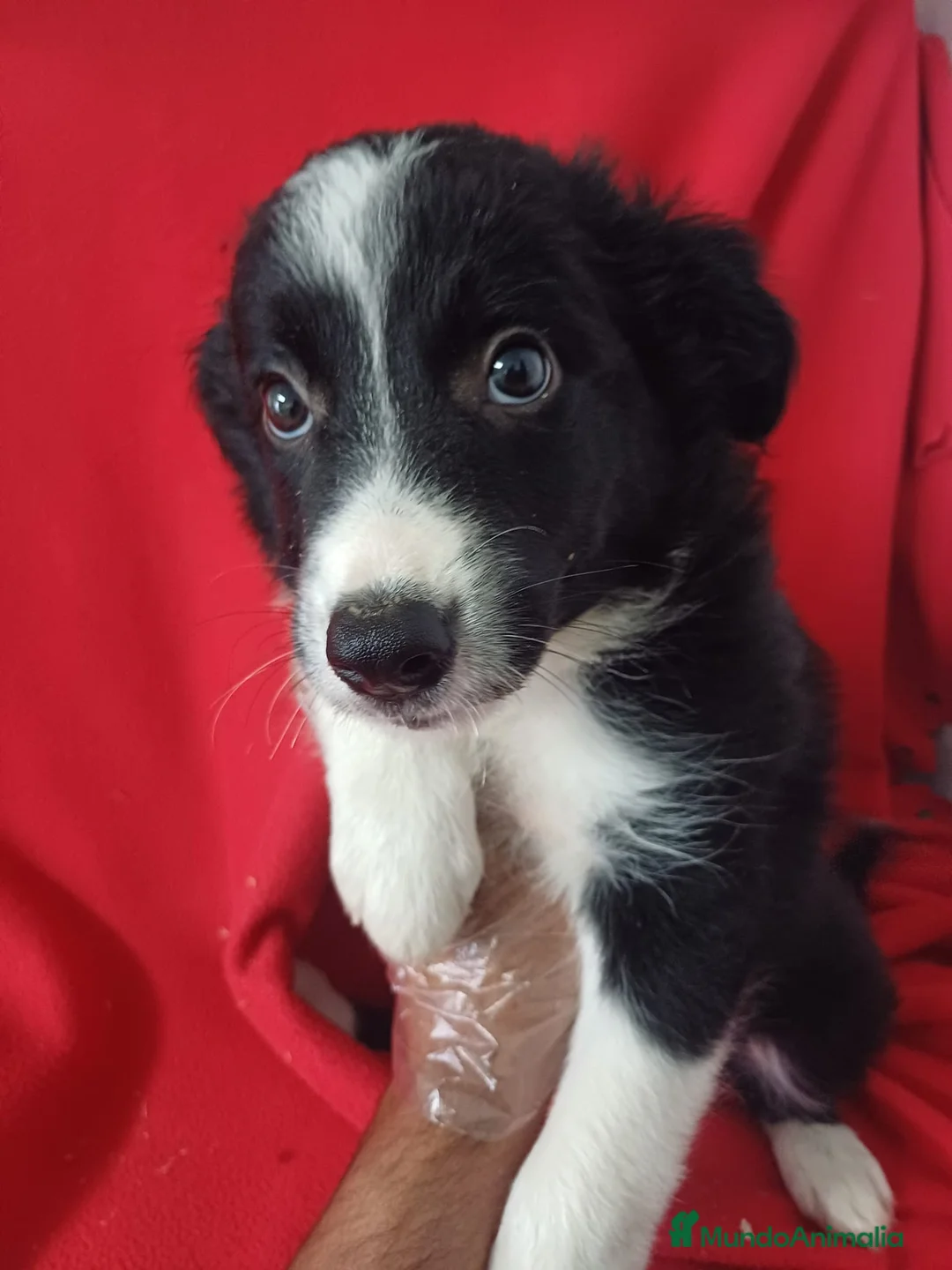 Border Collie perros en venta: Border Collie Blanco y Negro  - Anuncio 2