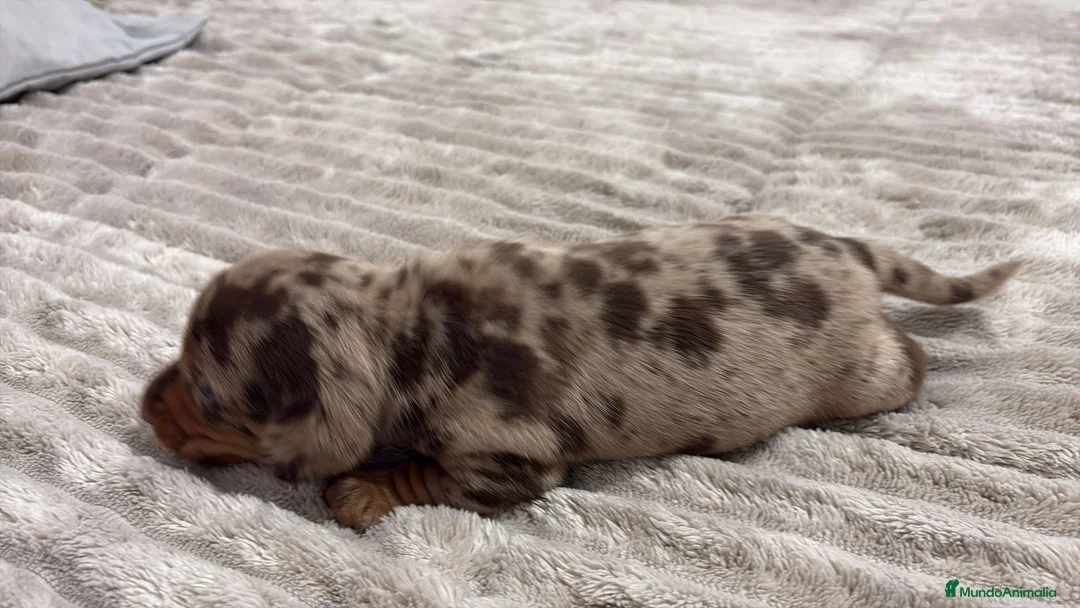 Teckel Miniatura perros en venta: Teckel Miniatura  - Anuncio 2