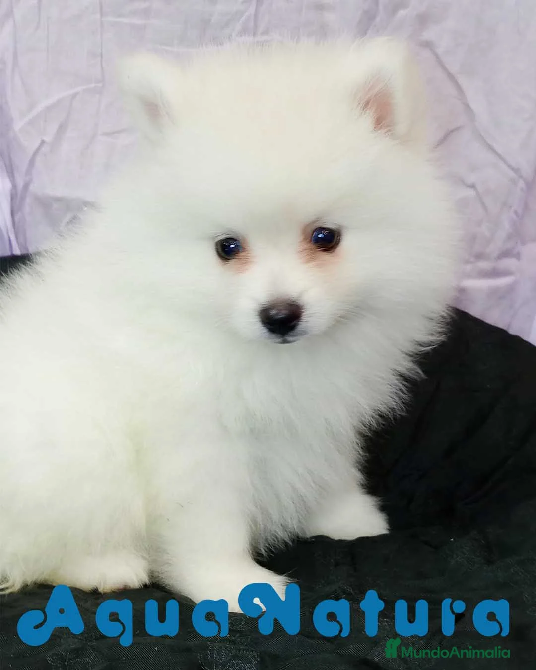 Pomerania perros en venta: Pomerania Macho 8775 - AQUANATURA en Barcelona - Anuncio 3