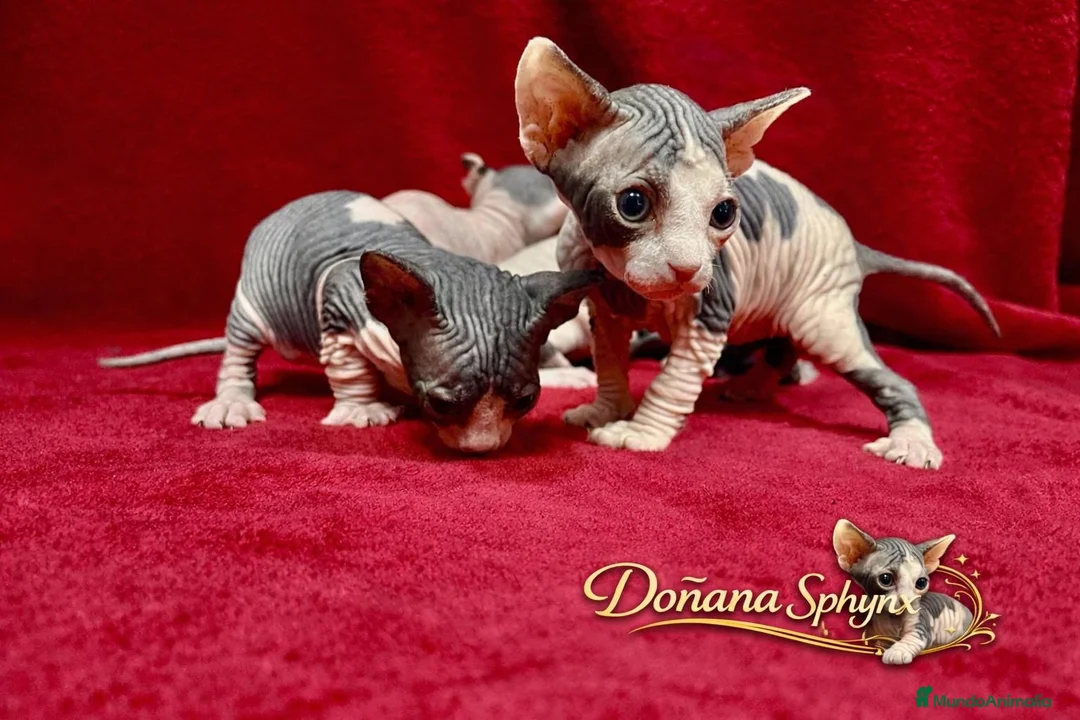 Sphynx gatos en venta: Dos camadas de gatitos Sphynx nacidos en febrero - Anuncio 1