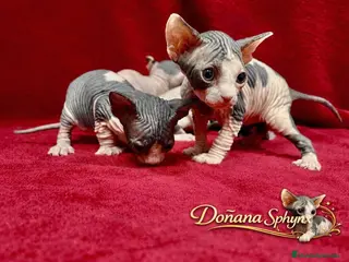Sphynx gatos Dos camadas de gatitos Sphynx nacidos en febrero - Anuncio 2