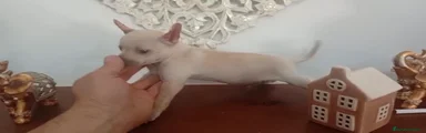 Chihuahua Cachorro 1