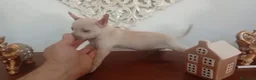 Chihuahua perros en venta: Chihuhuas machos  - Anuncio 2