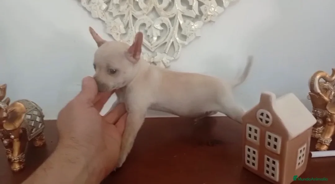 Chihuahua perros en venta: Chihuhuas machos  - Anuncio 2