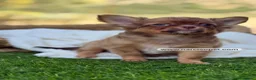 Chihuahua perros en venta: CHIHUAHUA PELO LARGO - Anuncio 2