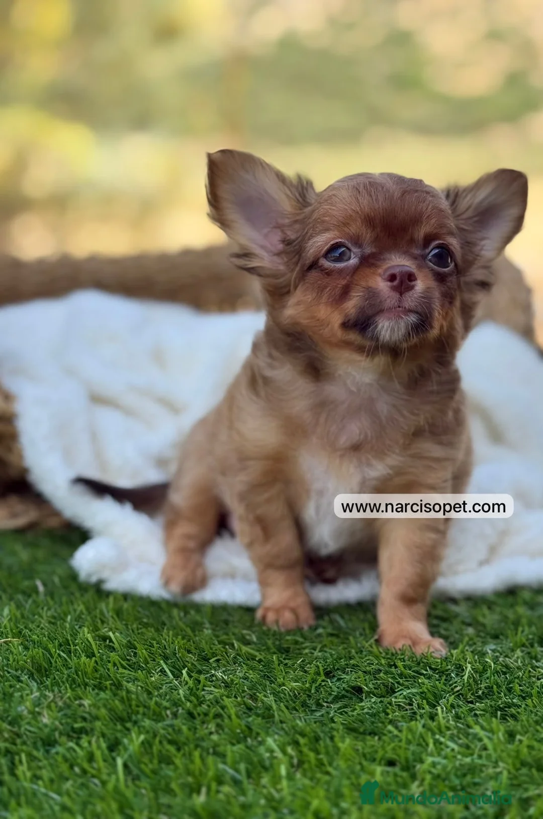 Chihuahua perros en venta: CHIHUAHUA PELO LARGO - Anuncio 2