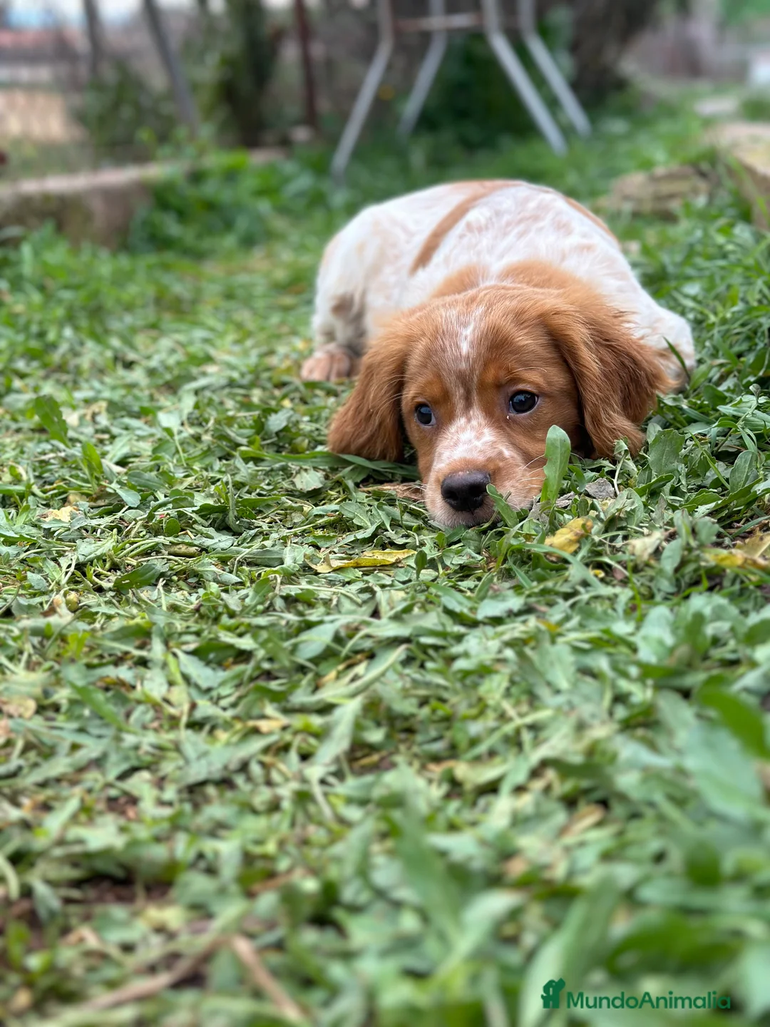 Épagneul Breton perros en venta: BRETÓN ESPAÑOL DISPONIBLES en Barcelona - Anuncio 2