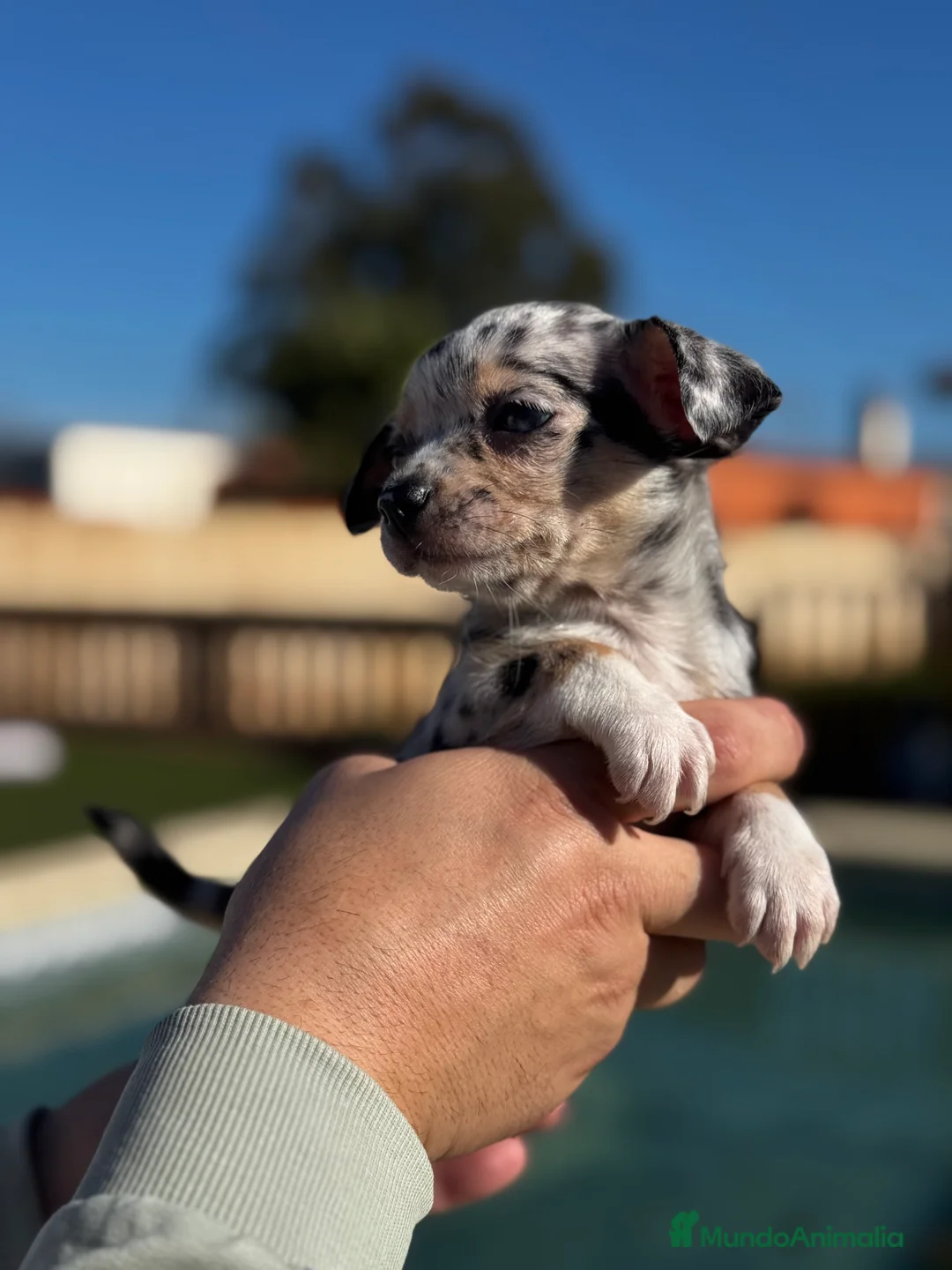 Chihuahua perros en venta: Chihuahuas  en Illes Balears - Anuncio 3