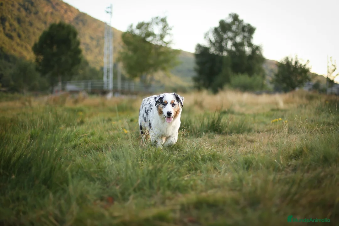 Pastor Australiano perros en venta: Precioso macho negro tricolor  - Anuncio 2