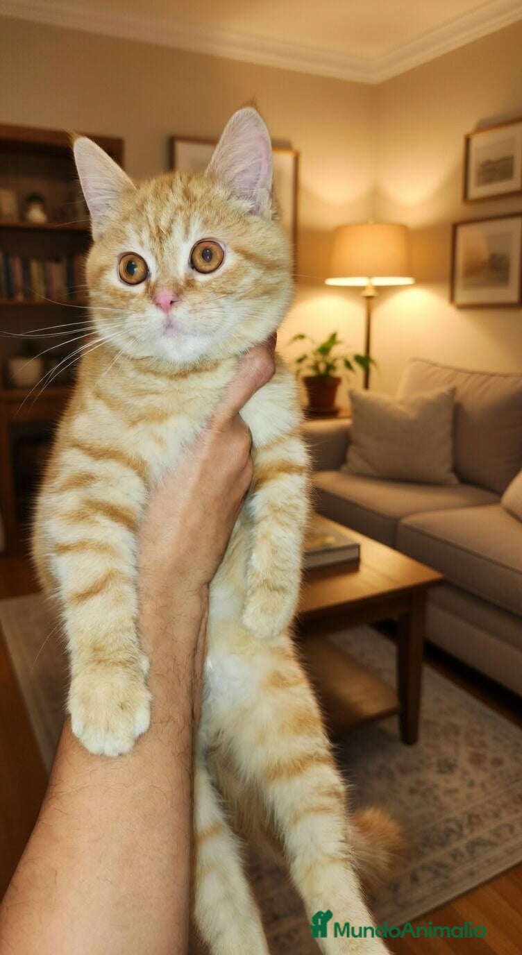 Británico de Pelo Corto gatos Precioso macho british - Anuncio 1