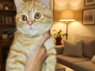 Británico de Pelo Corto gatos Precioso macho british - Anuncio 1