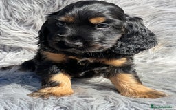 Cocker Spaniel Inglés perros en venta: Cocker inglés  - Imagen 3