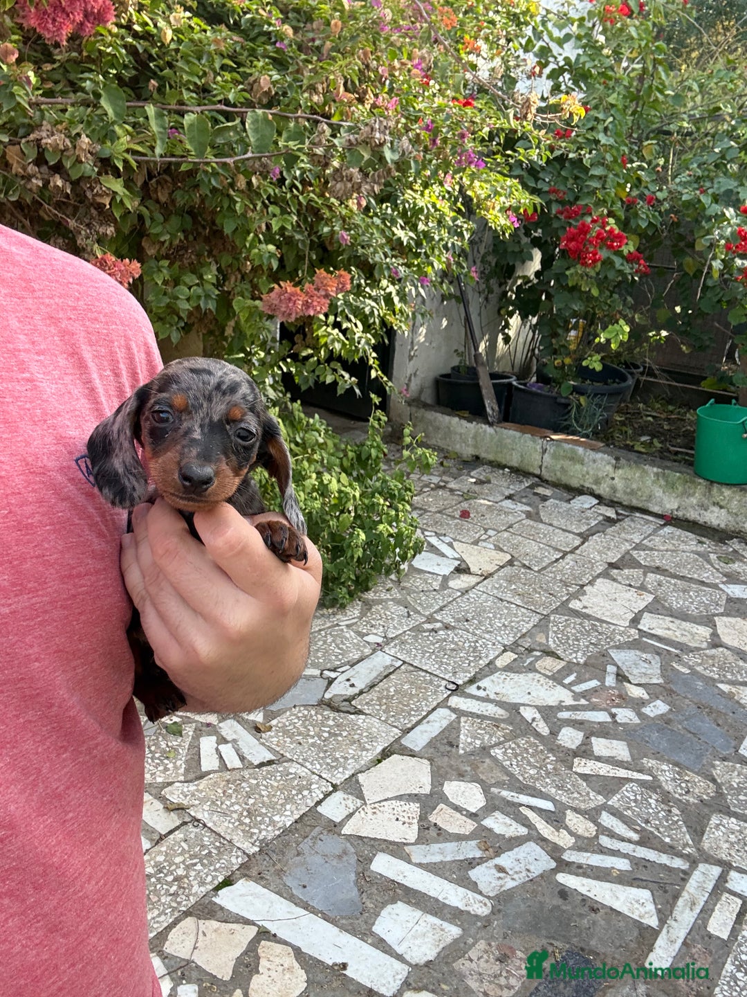 Teckel perros en venta: Teckels mini y kaninchen  - Anuncio 1