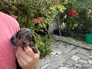 Teckel perros Teckels mini y kaninchen - Anuncio 37