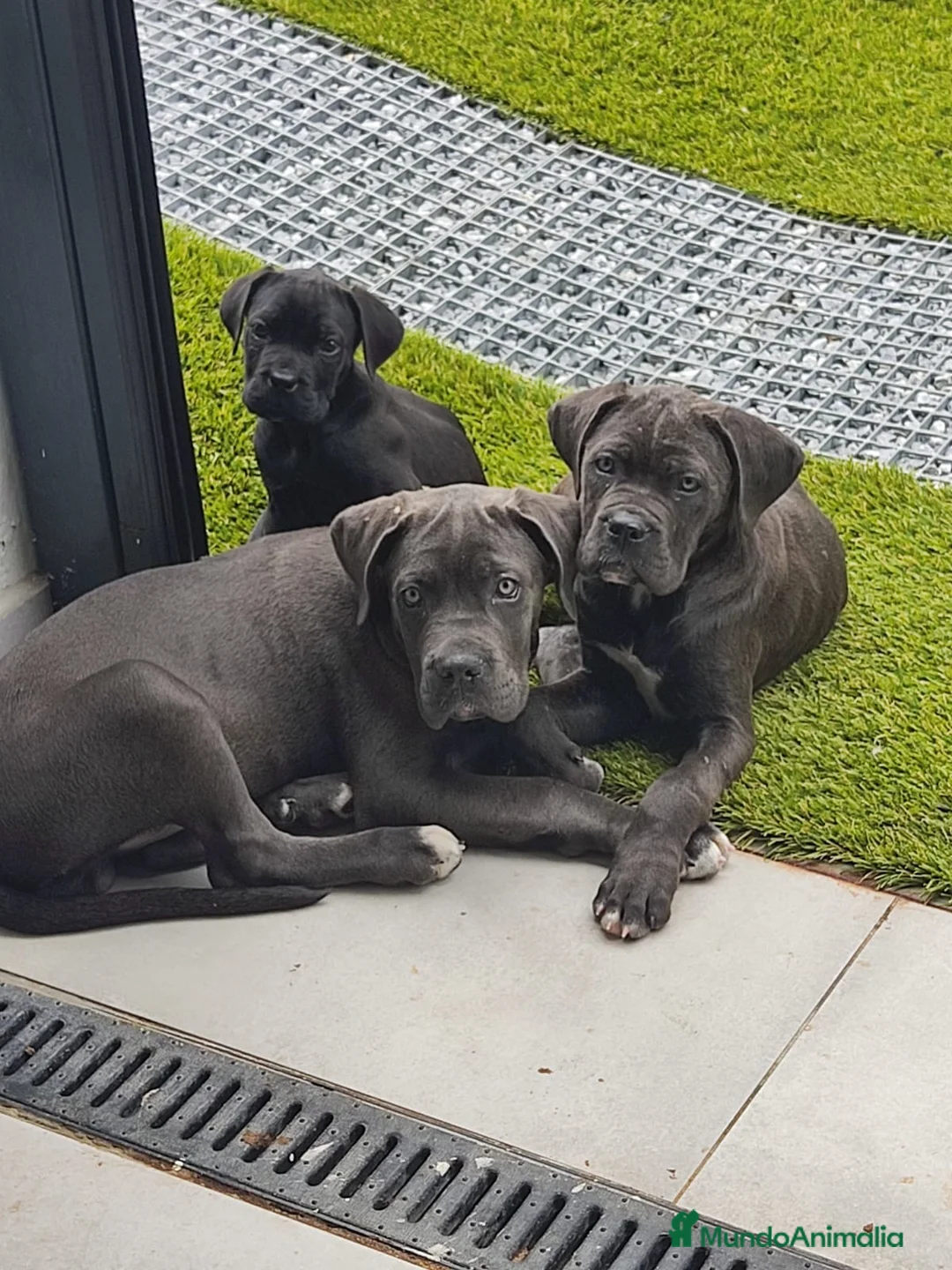 Cane Corso perros en venta: Cane corso blue  - Anuncio 2