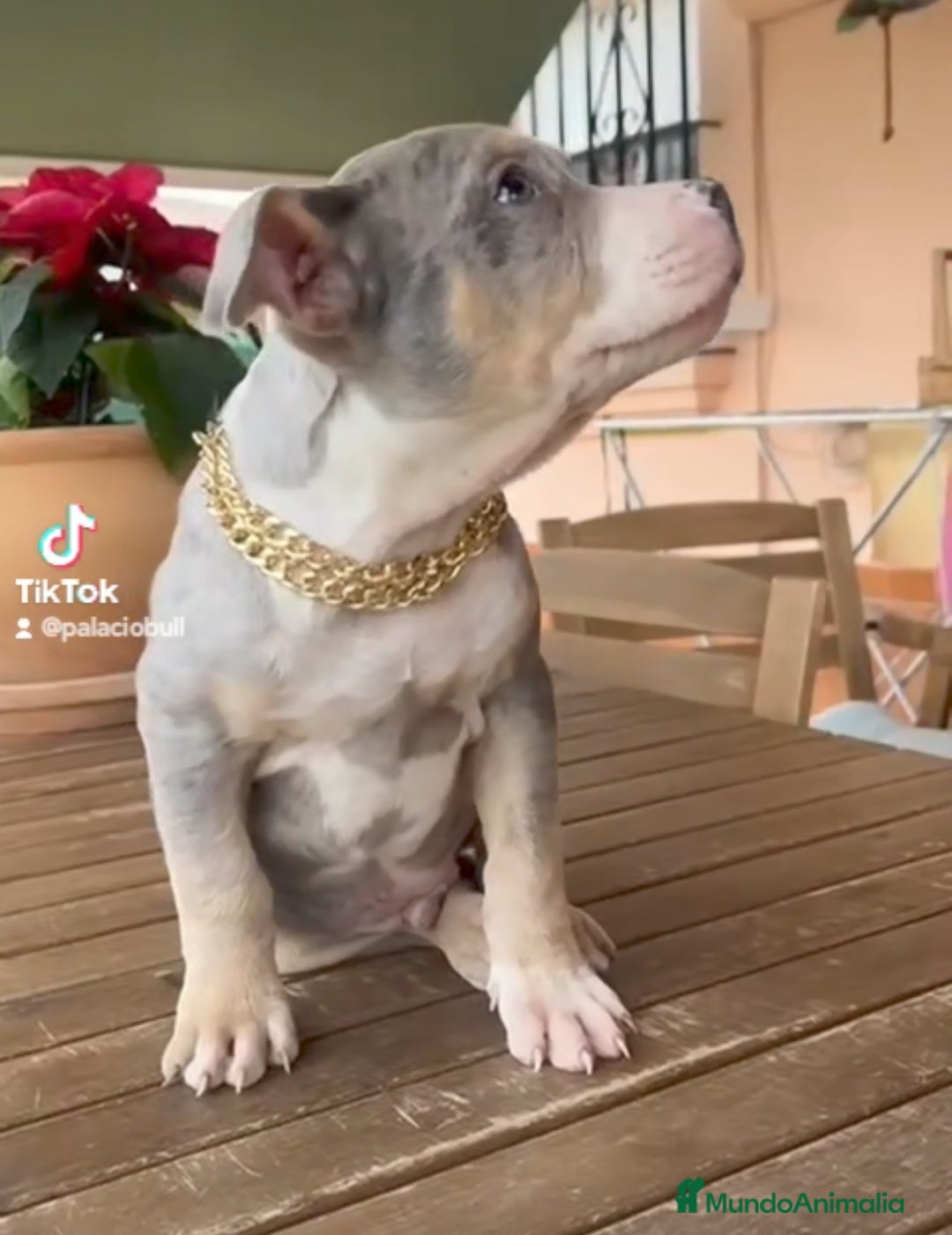 American Pit Bull Terrier perros Cachorros Pitbull merle exóticos  - Anuncio 2