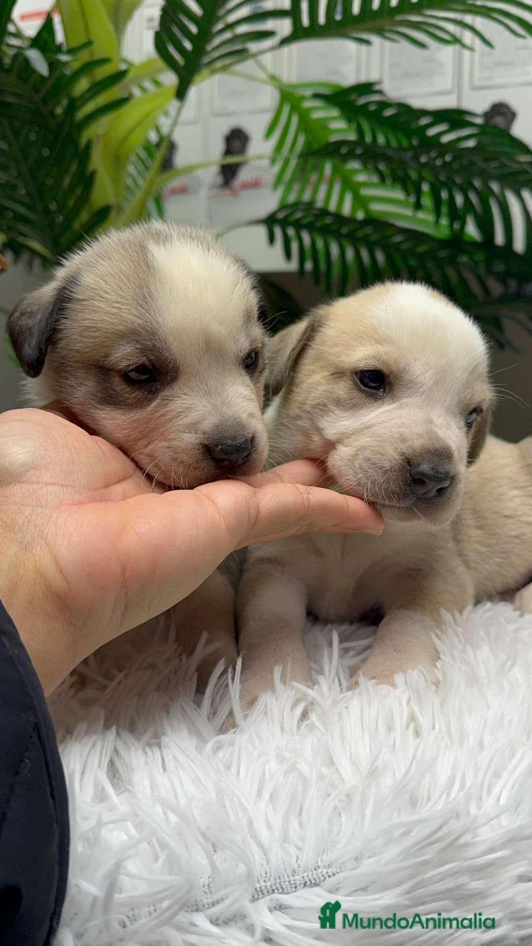 Mastín Español perros en venta: MASTIN ESPAÑOL - Anuncio 9