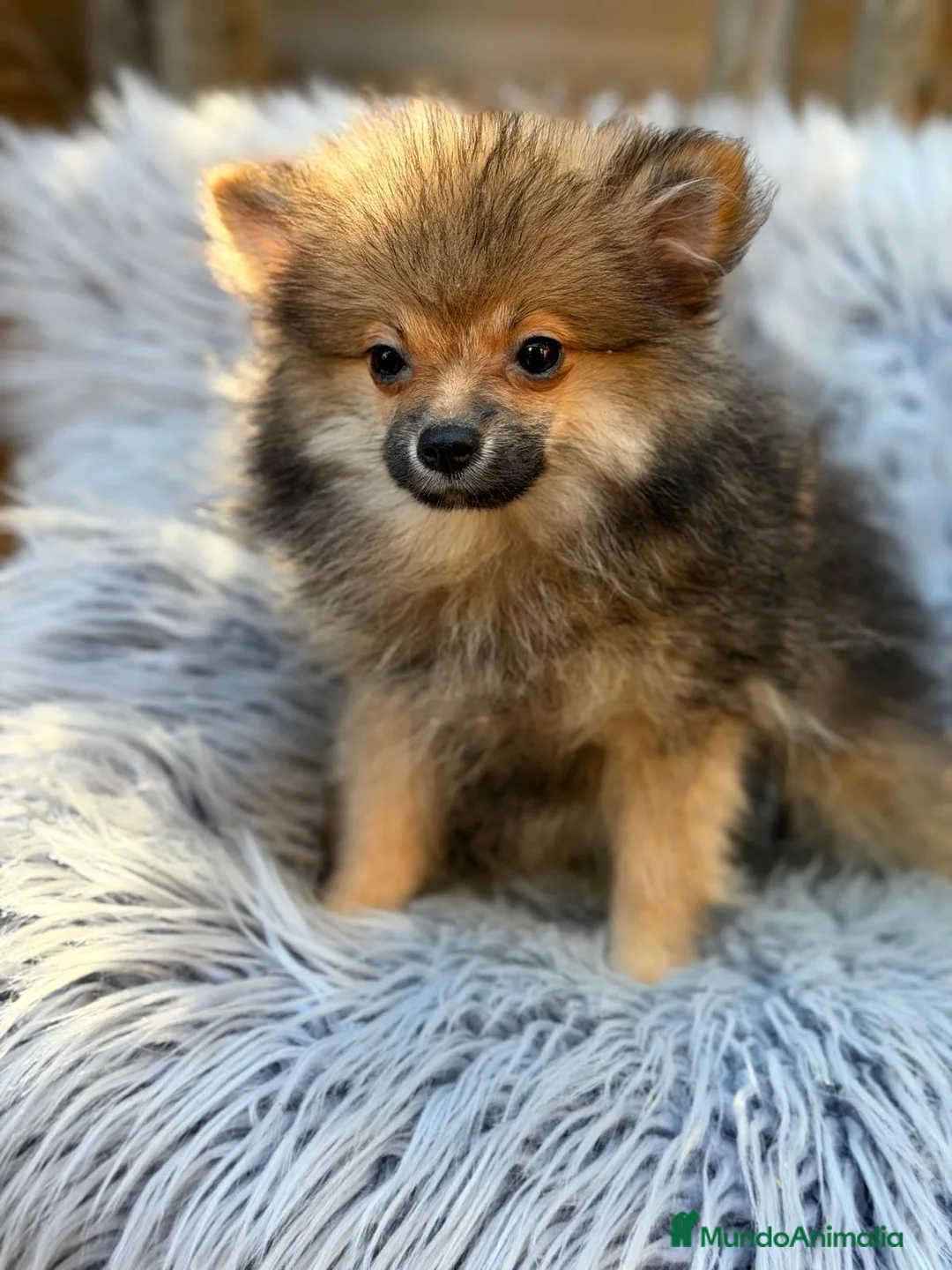 Pomerania perros en venta: Precioso pomerania💙🐾 - Anuncio 1